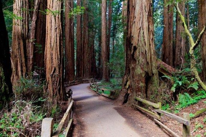 The beautiful redwoods of Muir Woods